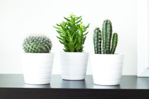 cactus oficina